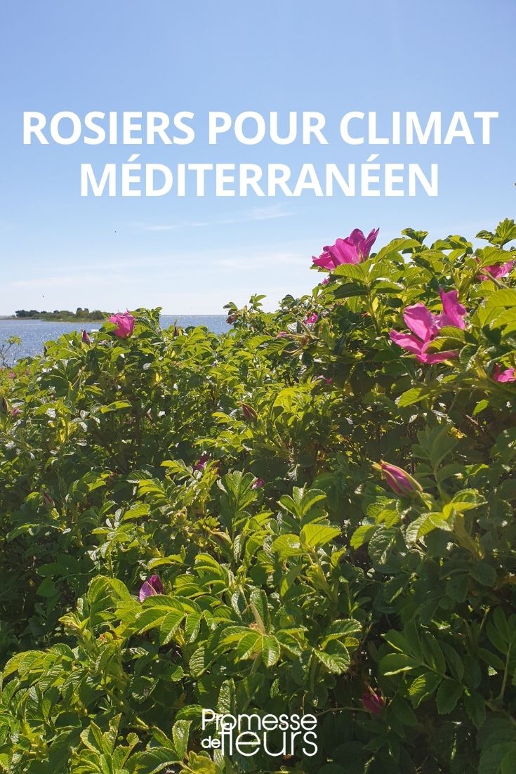 Rosen für mediterranes Klima