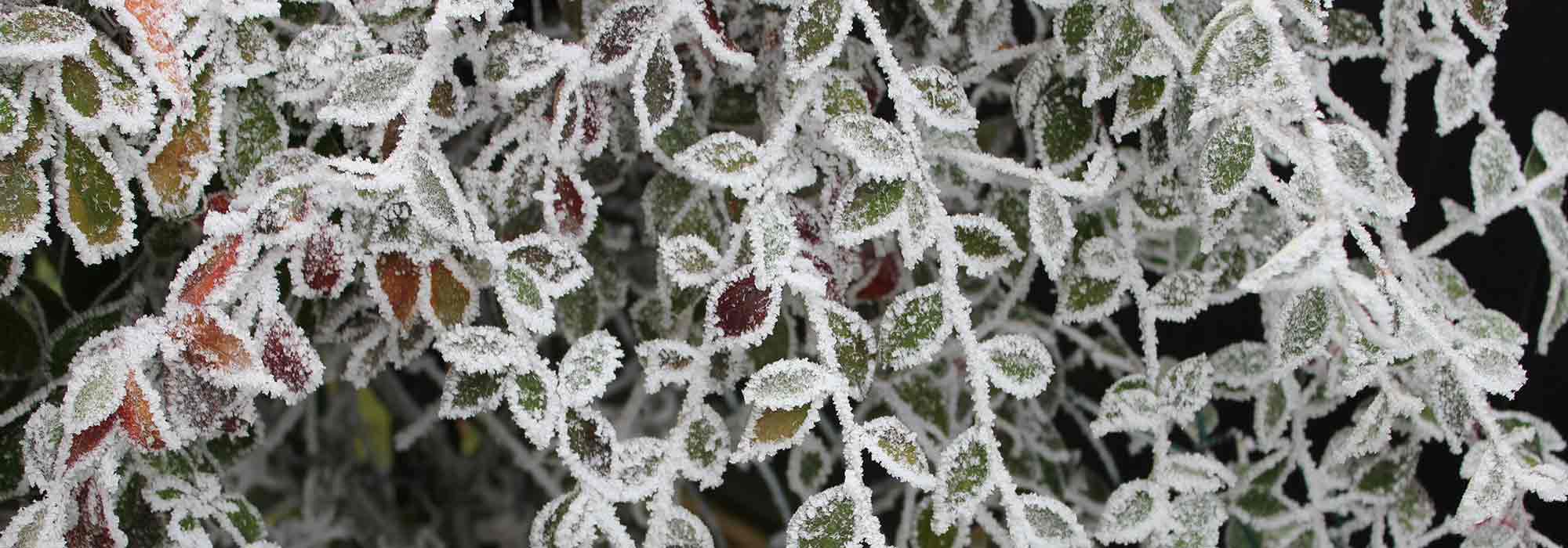 Winterhärte von Pflanzen verbessern?