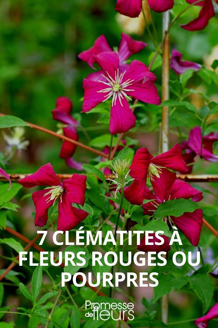 Clematis in Dunkelrot und Purpur