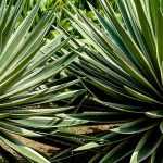 Agave auswählen