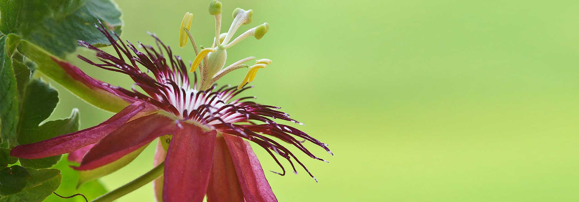 Passionsblume auswählen