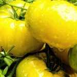Wie züchtet man eine Tomatensorte?