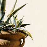 Agave im Topf kultivieren