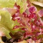 Salat im Topf anbauen