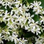 8 Kletterpflanzen mit Blüte im Frühsommer