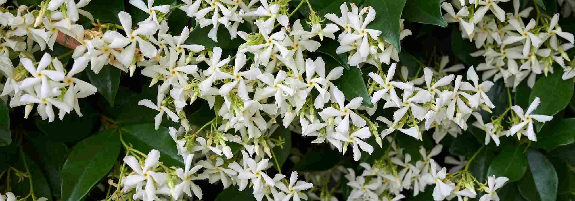 8 Kletterpflanzen mit Blüte im Frühsommer