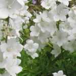 Weiße Glockenblumen