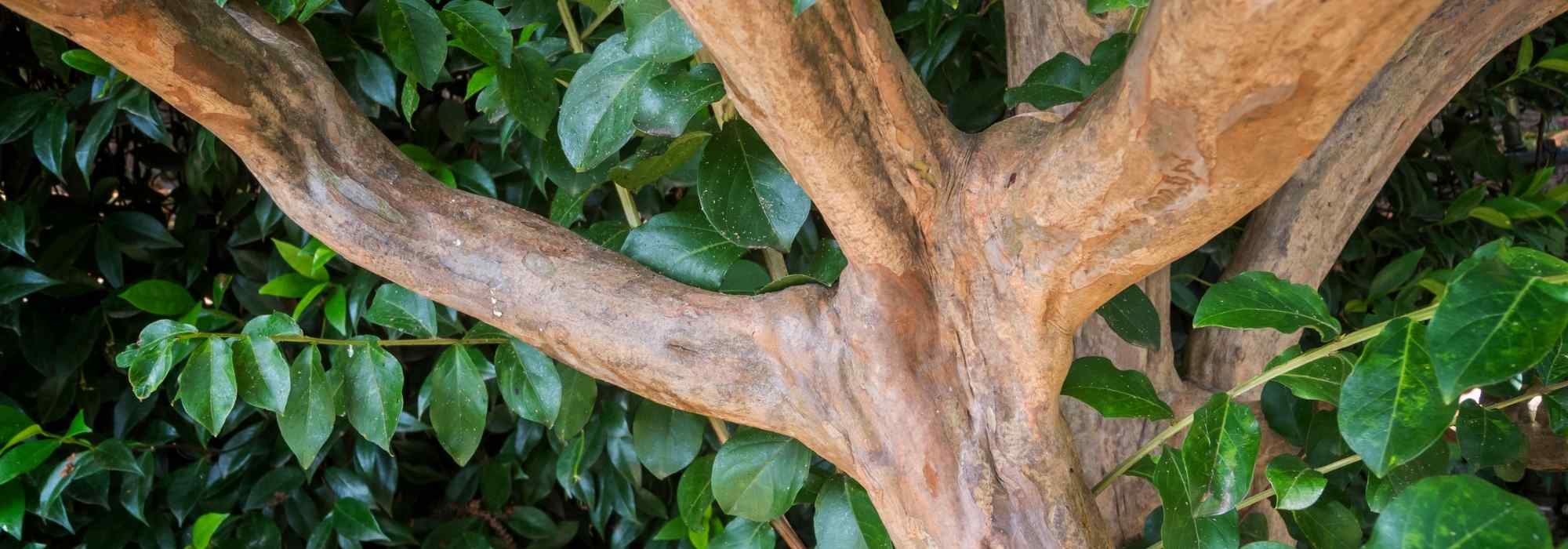 Baum zur Rebe erziehen?