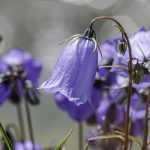 6 Glockenblumen als Bodendecker