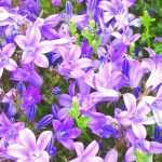 6 violettblaue Glockenblumen