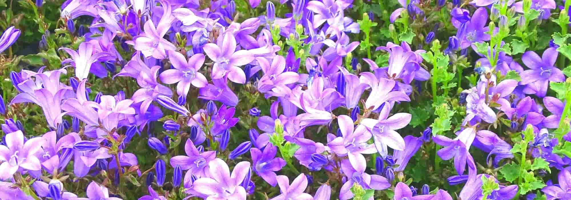 6 violettblaue Glockenblumen