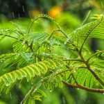 Der Regenmesser