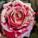 Die schönsten panaschierten Rosen