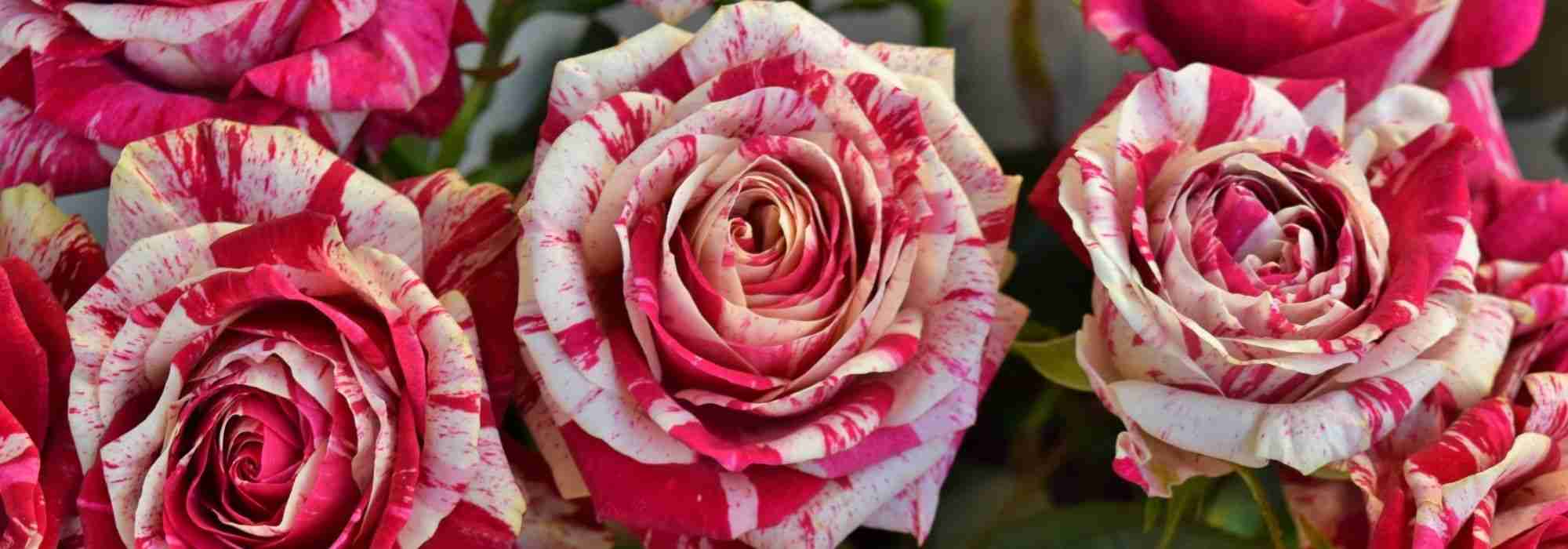 Die schönsten panaschierten Rosen
