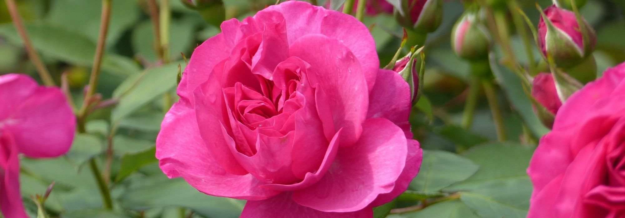Die schönsten Poulsen-Rosen