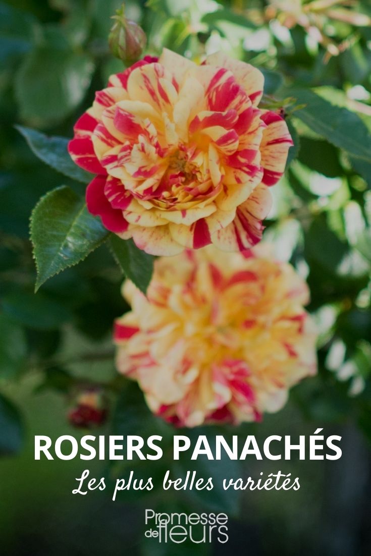 Buntblättrige oder mehrfarbige Rose