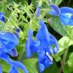 7 Mehliger Salbei für den Garten