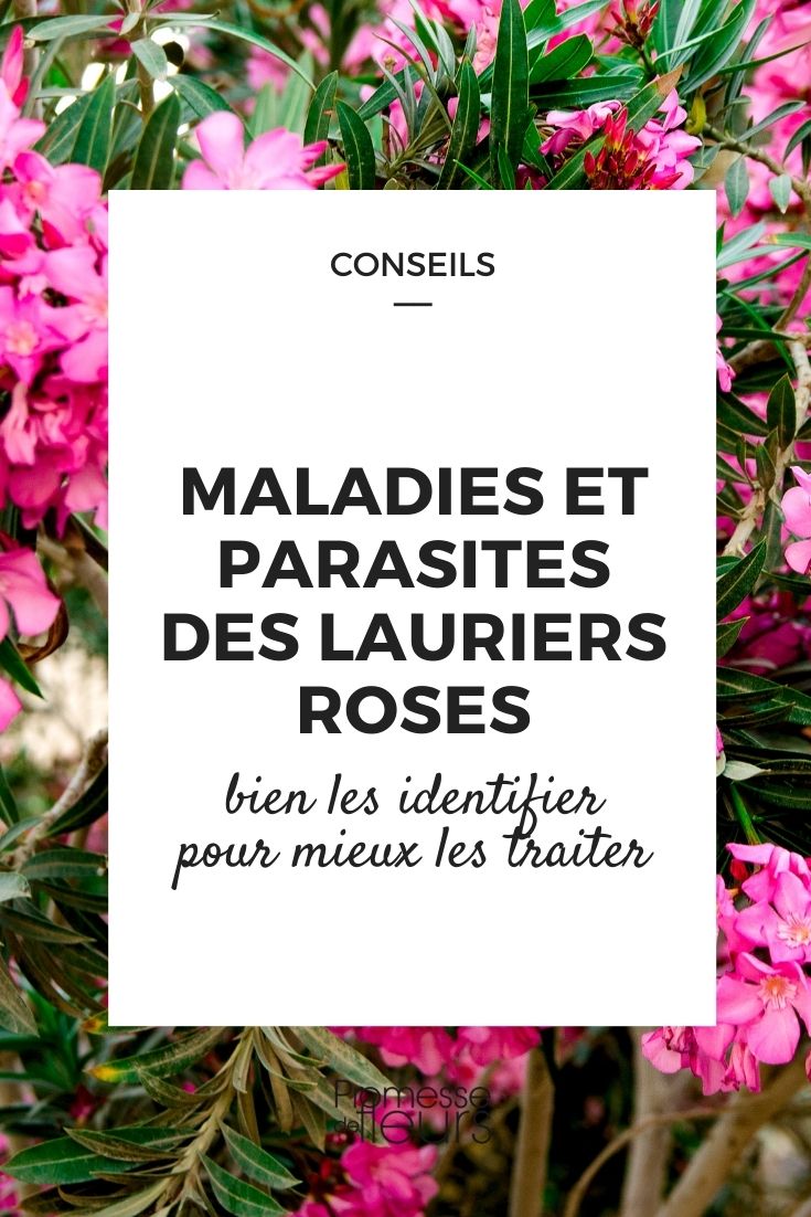 Krankheiten und Schädlinge beim Oleander (Nerium oleander)
