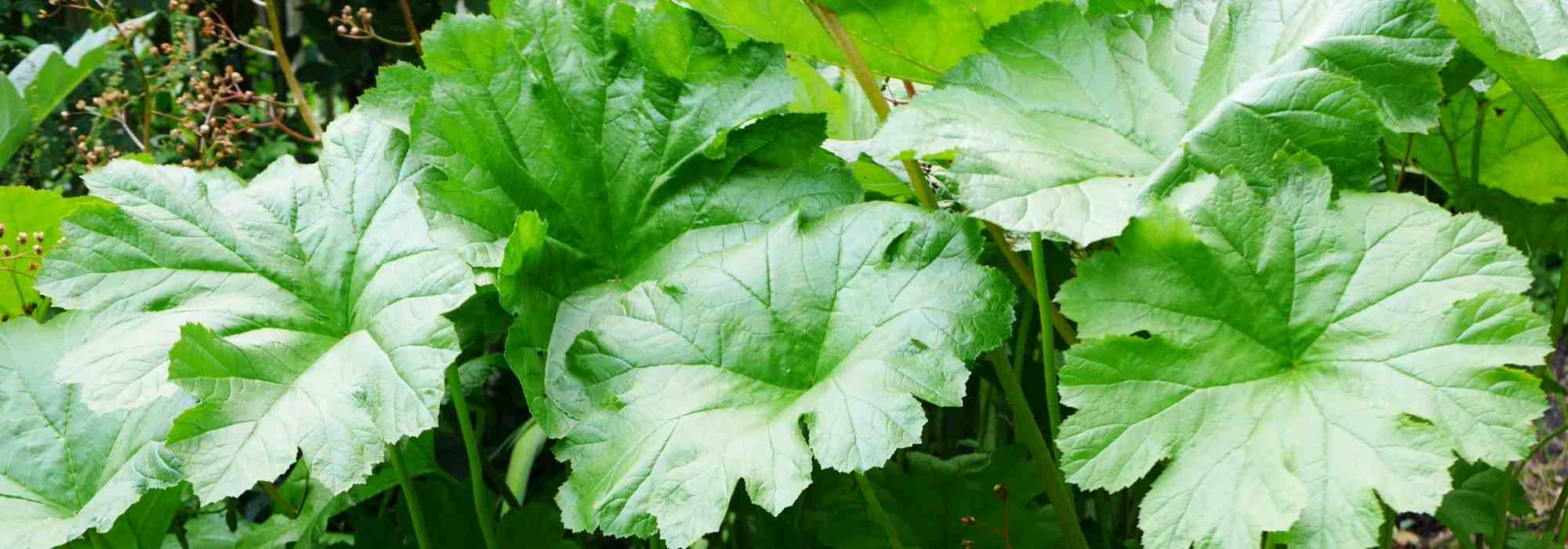 5 großblättrige Stauden