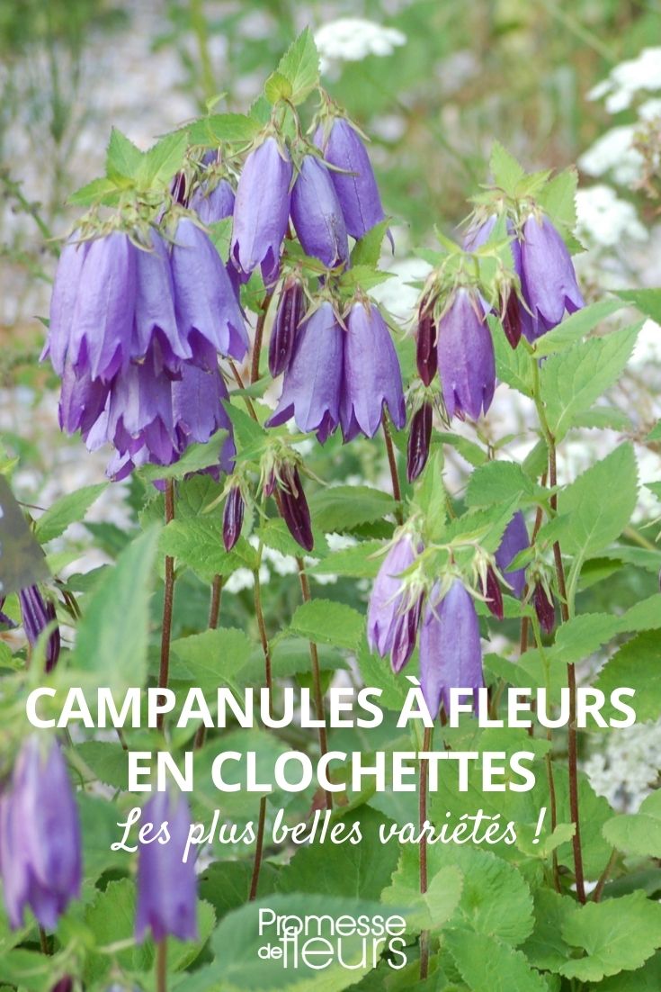 Glockenblumen mit glockenförmigen Blüten