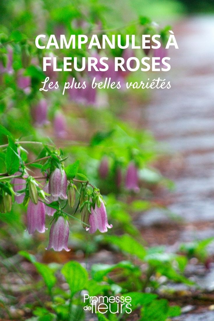 Glockenblume rosa Blüten
