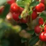 Cranberry: Anbau, Ernte, Vorteile