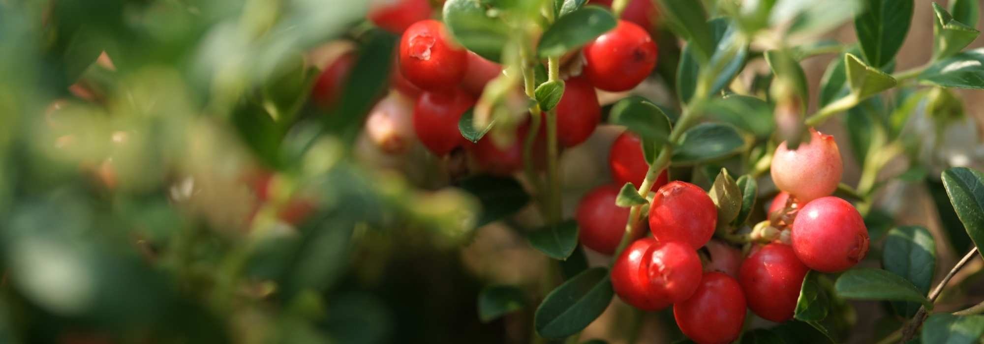 Cranberry: Anbau, Ernte, Vorteile
