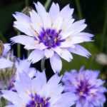 Blaue Rasselblume im Topf kultivieren