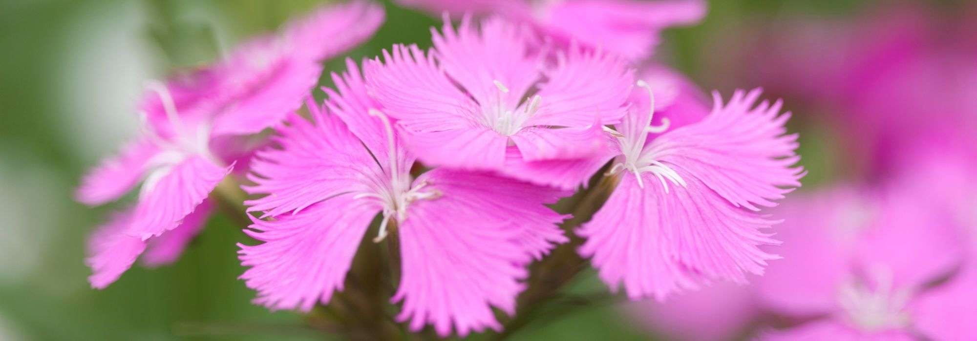 Die 5 schönsten rosa Nelken