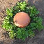 Olla selber bauen: Garten bewässern
