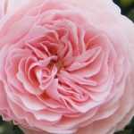 Englische Rose wählen?