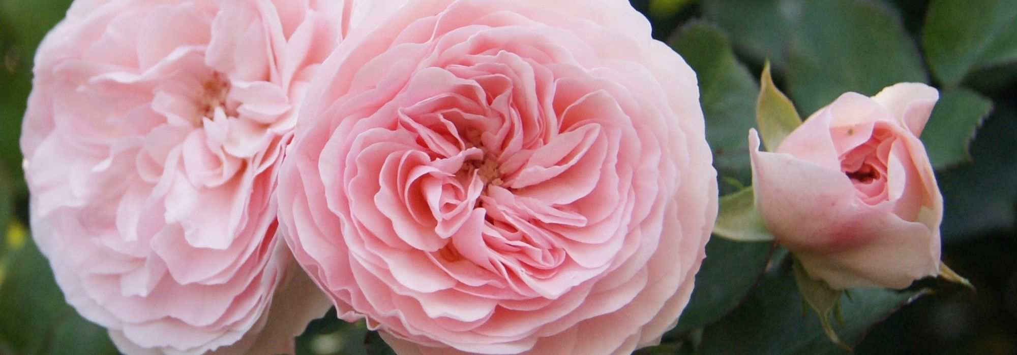 Englische Rose wählen?