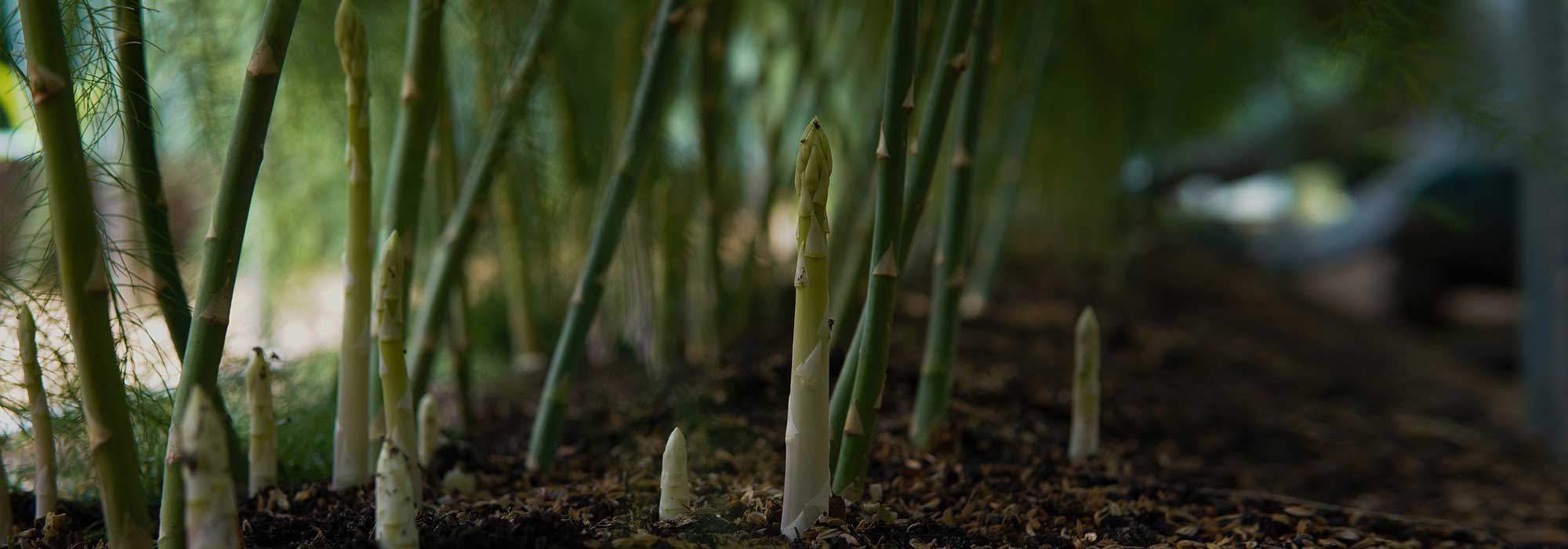 Spargel: Pflanzen, Pflege, Ernte