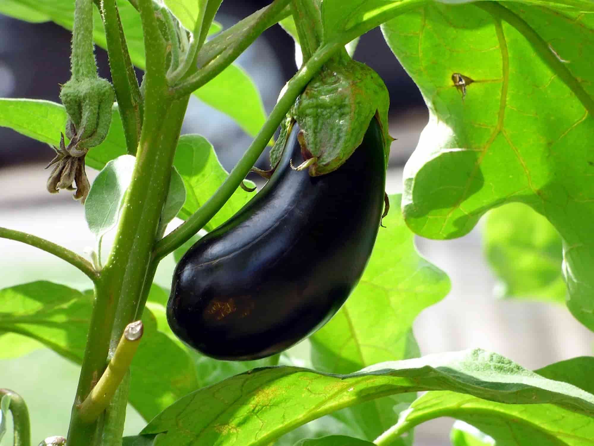 Aubergine: Krankheiten und Schädlinge