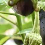 Aubergine im Topf anbauen