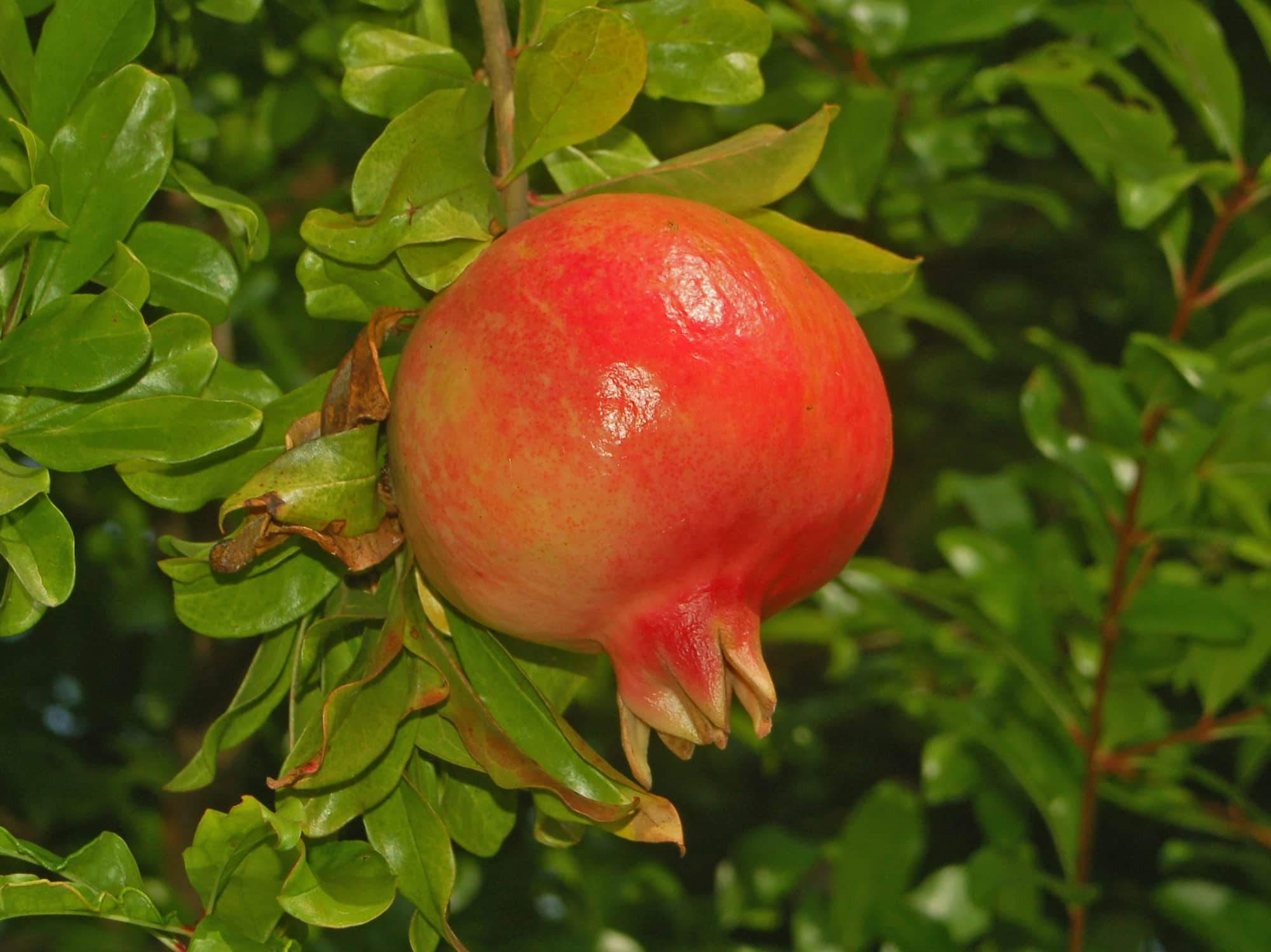 Granatapfelbaum: pflanzen, pflegen, ernten