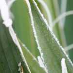 Agave überwintern?