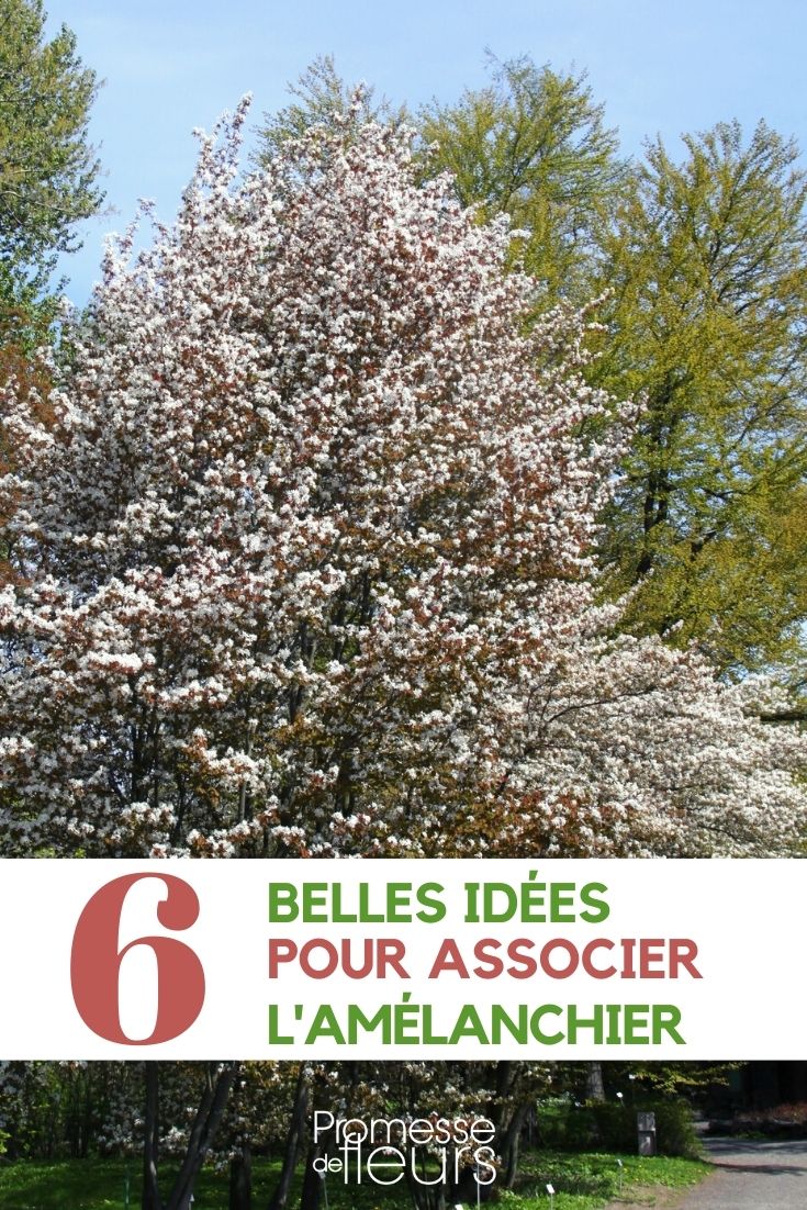 den Felsenbirnenbaum kombinieren