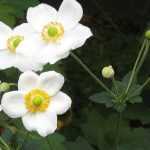 Weiße Japan-Herbst-Anemone: 10 Sorten
