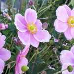 5 Japan-Herbst-Anemonen für den Beet-Hintergrund