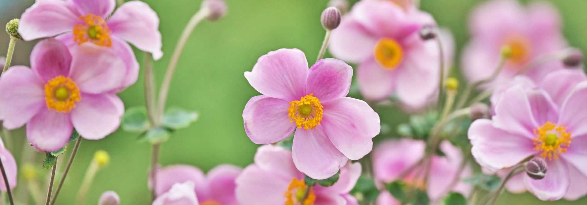 Japan-Herbst-Anemone: 10 Sorten für den Topf