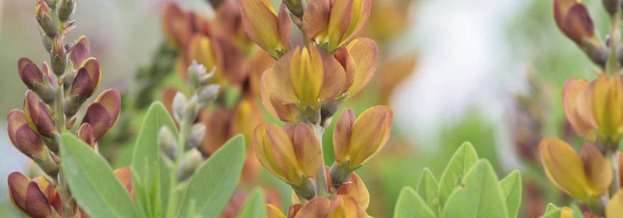 Baptisia: schönste Sorten