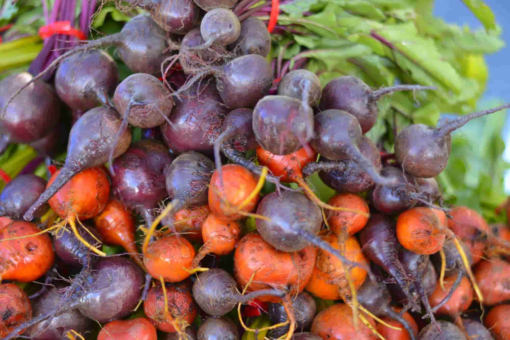 Rote Bete: beste Sorten