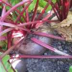 Rote Bete: Krankheiten und Schädlinge