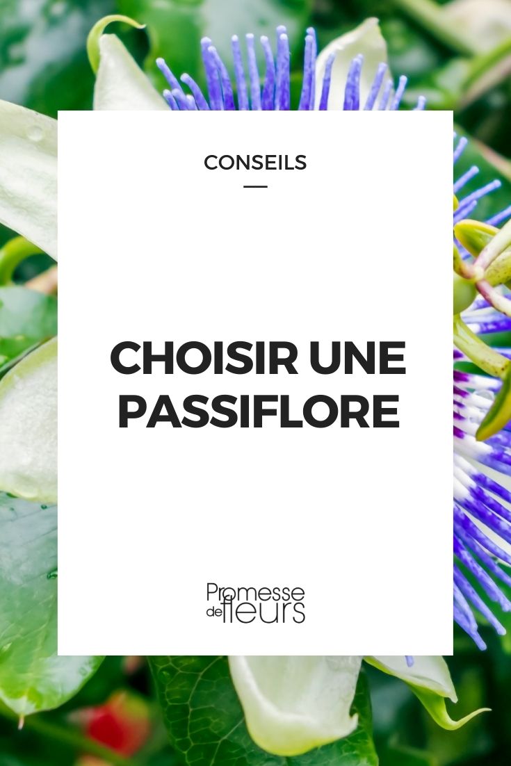 Eine Passionsblume auswählen