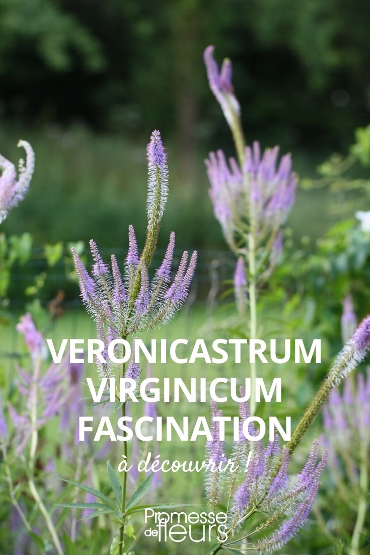 Veronicastrum Fascination