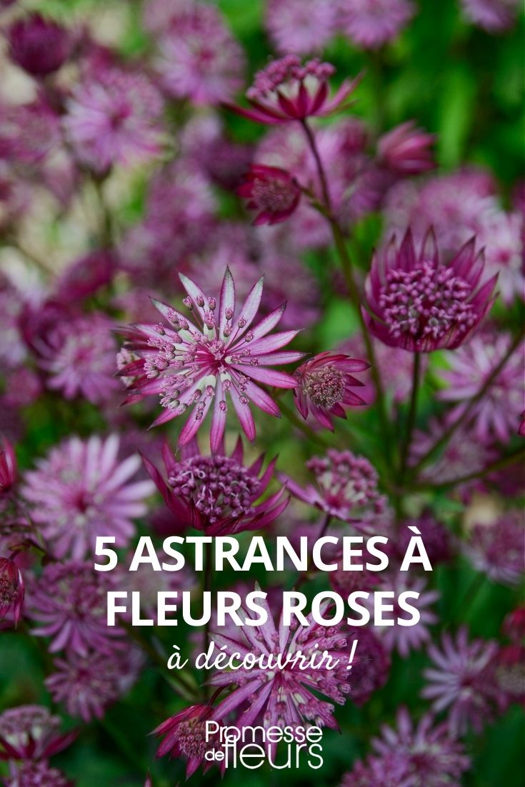 Astrantien Rosen