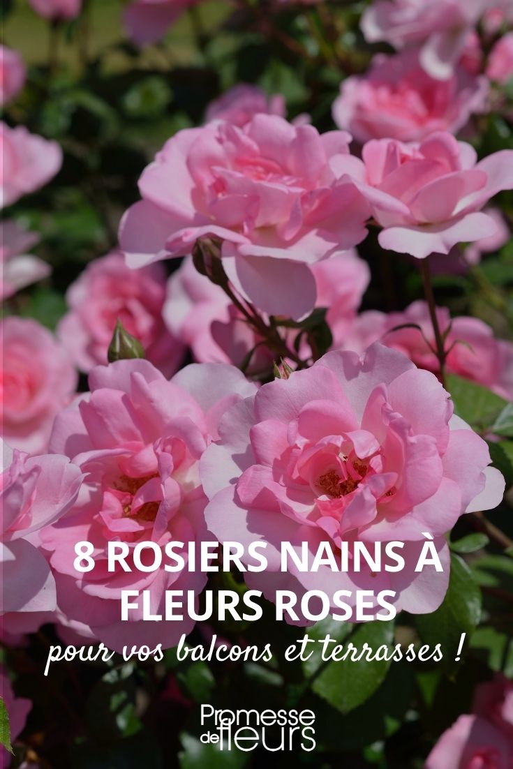 8 Zwergrosen mit rosa Blüten
