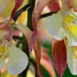 Calanthe pflanzen und kultivieren