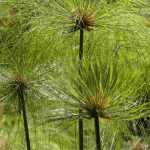 Cyperus papyrus überwintern
